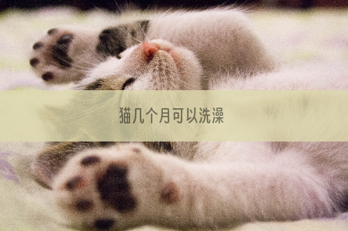 猫几个月可以洗澡 
