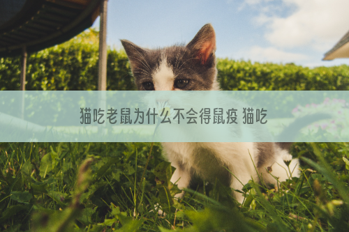 猫吃老鼠为什么不会得鼠疫 猫吃老鼠为什么不会得病