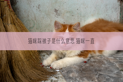 猫咪踩被子是什么意思 猫咪一直踩被子是什么意思