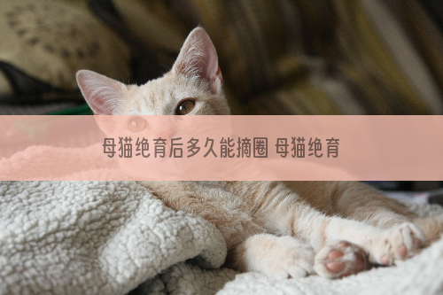 母猫绝育后多久能摘圈 母猫绝育后多久能摘掉脖圈
