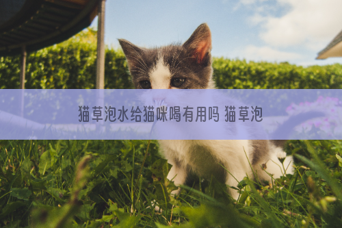 猫草泡水给猫咪喝有用吗 猫草泡水泡太久怎么办