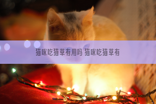 猫咪吃猫草有用吗 猫咪吃猫草有好处吗