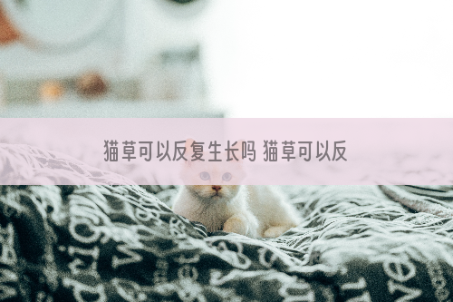 猫草可以反复生长吗 猫草可以反复用吗