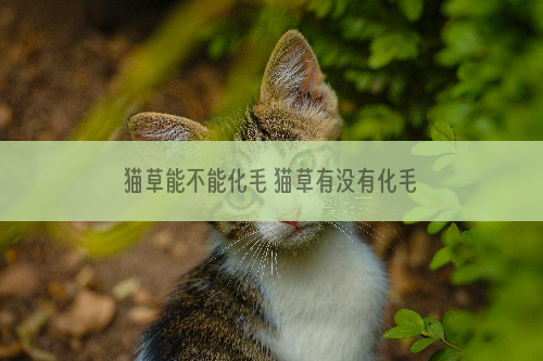 猫草能不能化毛 猫草有没有化毛作用