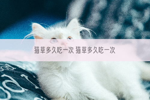 猫草多久吃一次 猫草多久吃一次合适