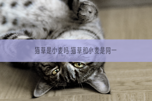 猫草是小麦吗 猫草和小麦是同一种植物吗