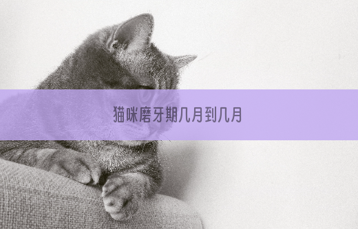 猫咪磨牙期几月到几月