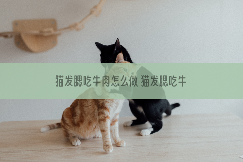 猫发腮吃牛肉怎么做 猫发腮吃牛肉那个部位