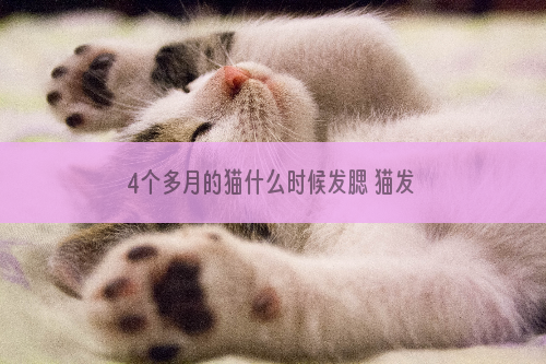4个多月的猫什么时候发腮 猫发腮大概什么时候