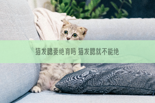 猫发腮要绝育吗 猫发腮就不能绝育吗