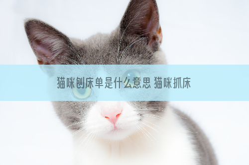 猫咪刨床单是什么意思 猫咪抓床单是什么意思