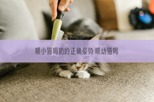 喂小猫喝奶的正确姿势 喂幼猫喝奶的正确姿势