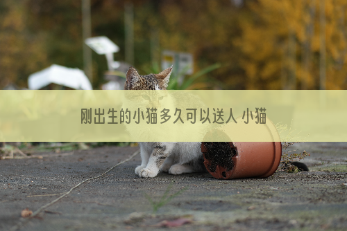 刚出生的小猫多久可以送人 小猫多久可以送人养