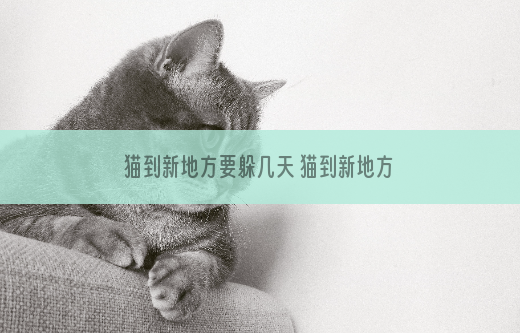 猫到新地方要躲几天 猫到新地方要躲多久