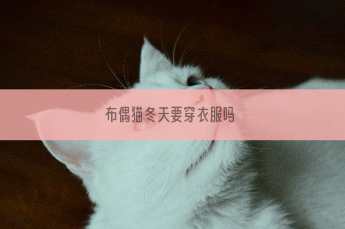 布偶猫冬天要穿衣服吗 