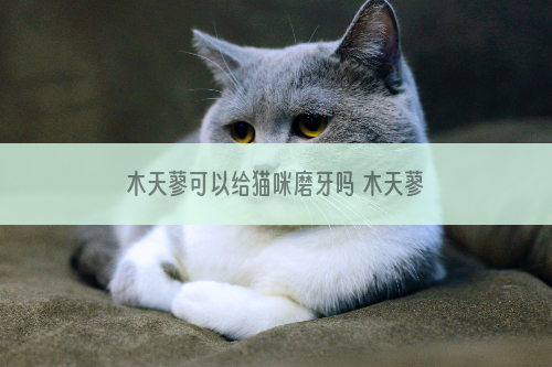 木天蓼可以给猫咪磨牙吗 木天蓼磨牙棒可以给猫咪磨牙吗