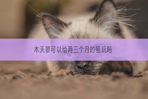 木天蓼可以给两三个月的猫玩吗 木天蓼对三个月的猫有用吗