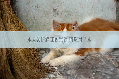 木天蓼对猫咪的害处 猫咪用了木天蓼反应不正常