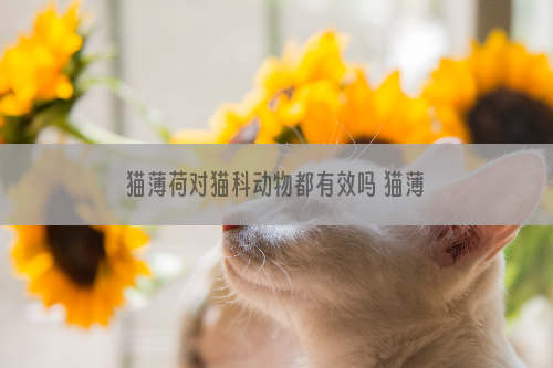 猫薄荷对猫科动物都有效吗 猫薄荷对猫科动物都有用吗