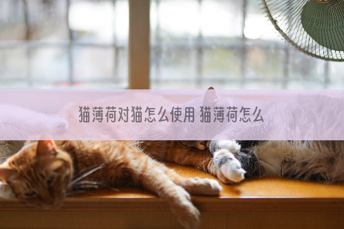 猫薄荷对猫怎么使用 猫薄荷怎么给猫