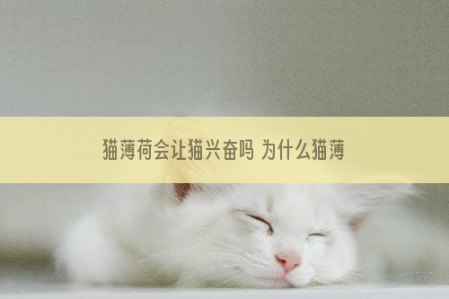 猫薄荷会让猫兴奋吗 为什么猫薄荷会让猫兴奋吗