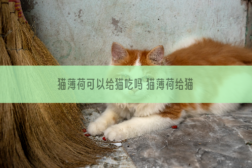 猫薄荷可以给猫吃吗 猫薄荷给猫吃有什么影响