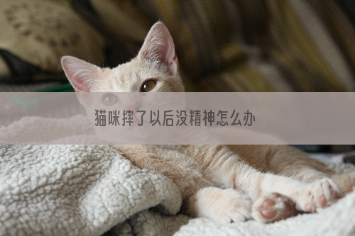 猫咪摔了以后没精神怎么办 