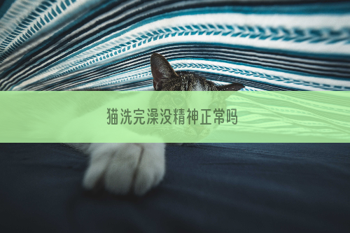 猫洗完澡没精神正常吗 
