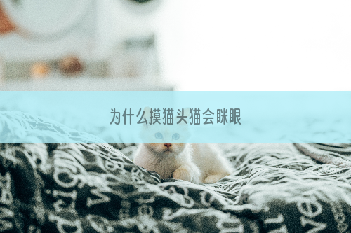 为什么摸猫头猫会眯眼