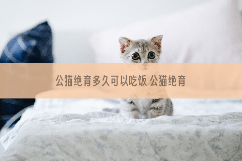 公猫绝育多久可以吃饭 公猫绝育多久可以吃饭喝水