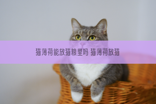 猫薄荷能放猫粮里吗 猫薄荷放猫粮里长期吃会有副作用吗