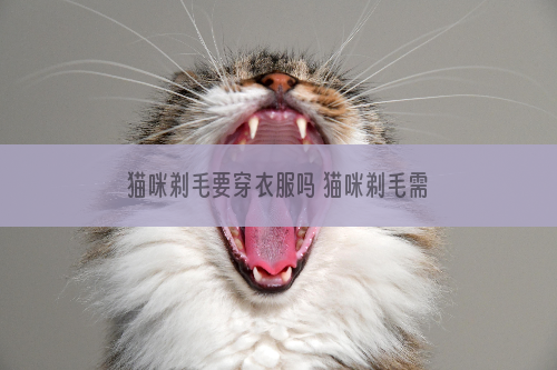 猫咪剃毛要穿衣服吗 猫咪剃毛需要穿衣服吗