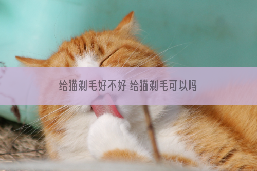 给猫剃毛好不好 给猫剃毛可以吗