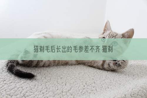 猫剃毛后长出的毛参差不齐 猫剃毛后长出的毛不好