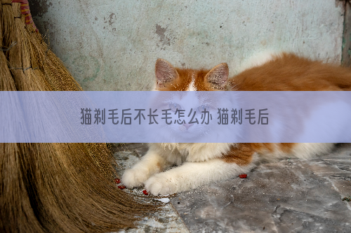 猫剃毛后不长毛怎么办 猫剃毛后怎么快速长毛