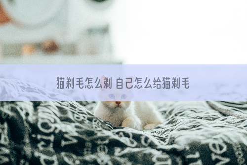 猫剃毛怎么剃 自己怎么给猫剃毛