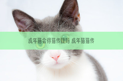 成年猫会得猫传腹吗 成年猫猫传腹发病几率