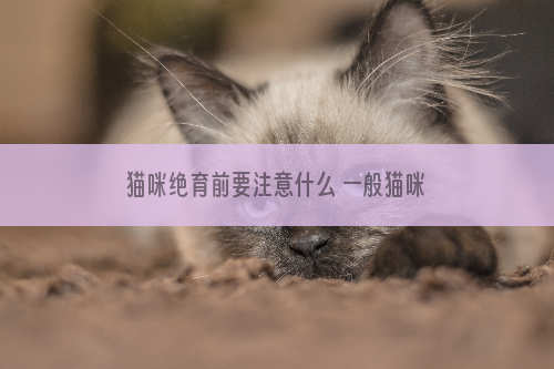 猫咪绝育前要注意什么 一般猫咪绝育前要注意什么