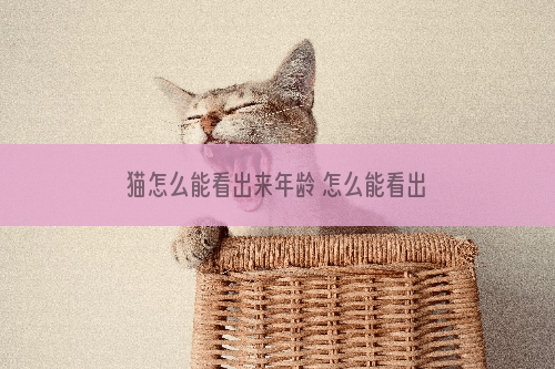 猫怎么能看出来年龄 怎么能看出来猫几岁