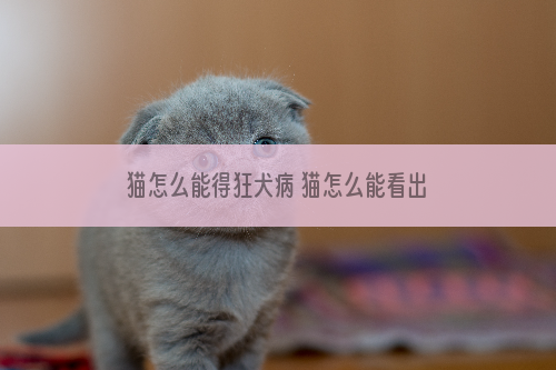 猫怎么能得狂犬病 猫怎么能看出有没有得狂犬病