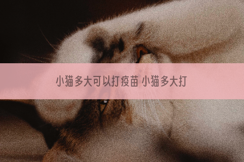 小猫多大可以打疫苗 小猫多大打第一针疫苗