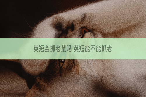 英短会抓老鼠吗 英短能不能抓老鼠