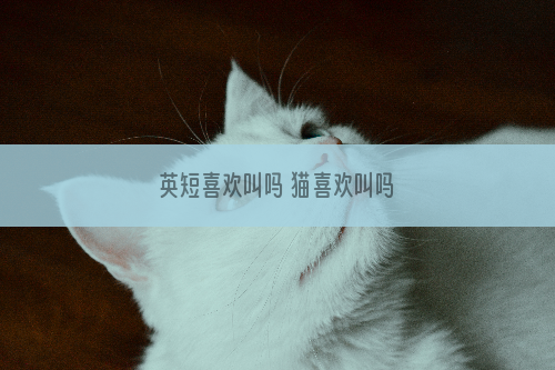 英短喜欢叫吗 猫喜欢叫吗