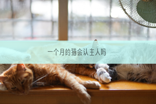 一个月的猫会认主人吗 