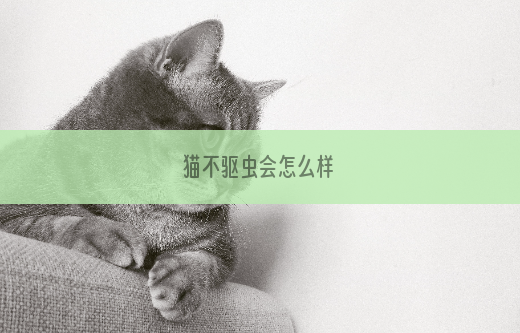 猫不驱虫会怎么样