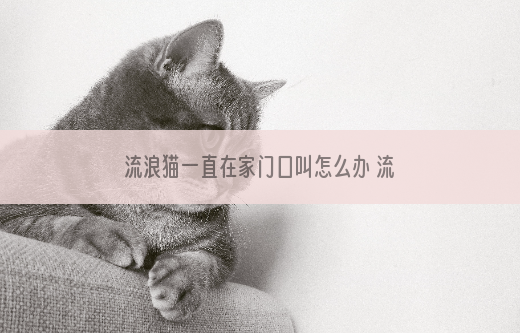 流浪猫一直在家门口叫怎么办 流浪猫总是在家门口叫