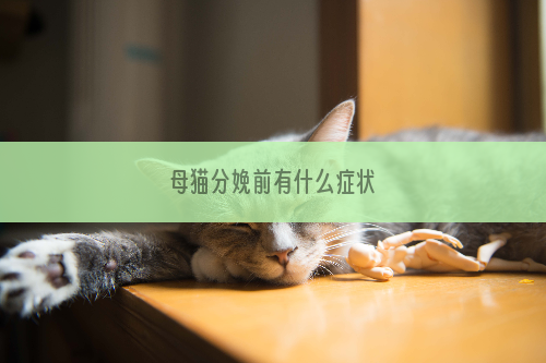 母猫分娩前有什么症状