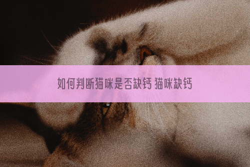 如何判断猫咪是否缺钙 猫咪缺钙的症状