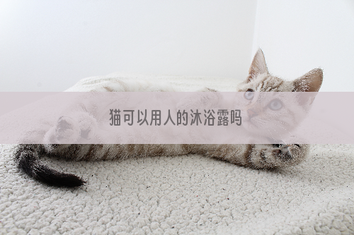猫可以用人的沐浴露吗