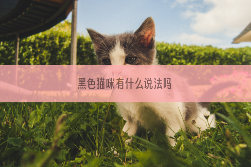 黑色猫咪有什么说法吗